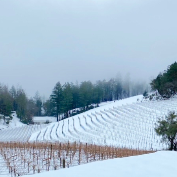 snowview-vineyardslope