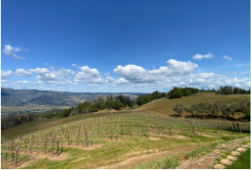 Photo of vineyard 2023