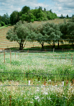 Photo of vineyards in spring